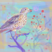 bird illus